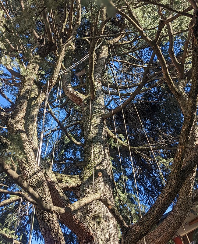 Ropes on a tree