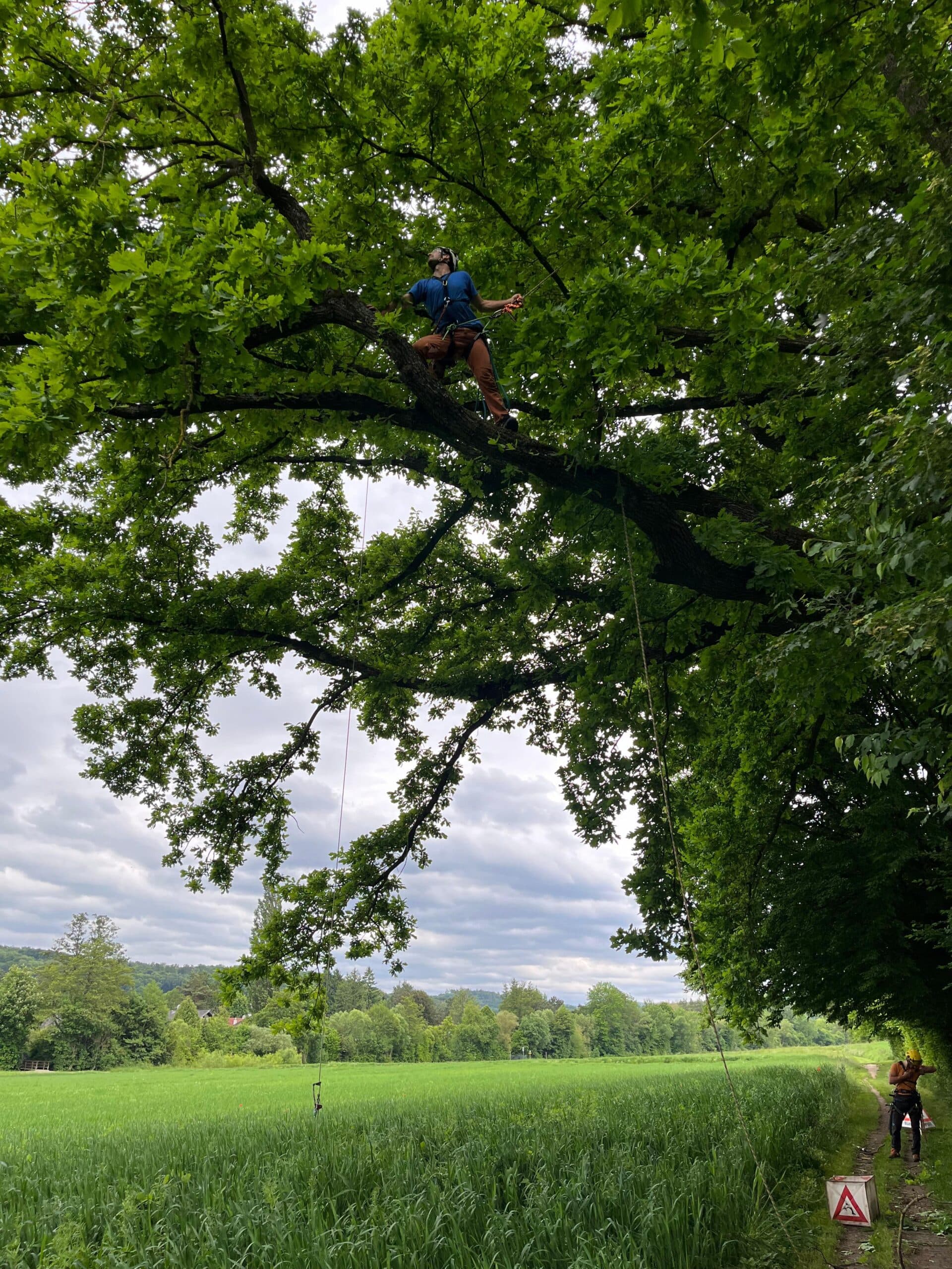 tree